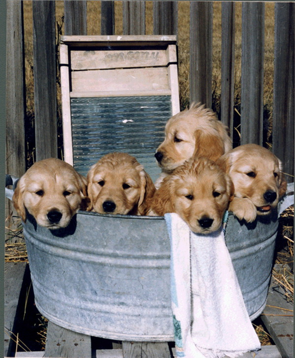 Pups_in_Tub